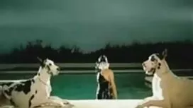 Blowjob dan cum di d ...