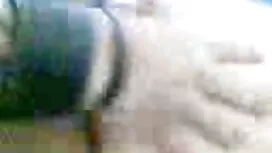 Kurus koyak budak se ...